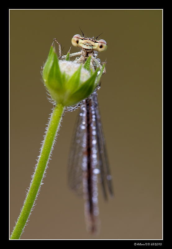 ...Damigella in Frac...