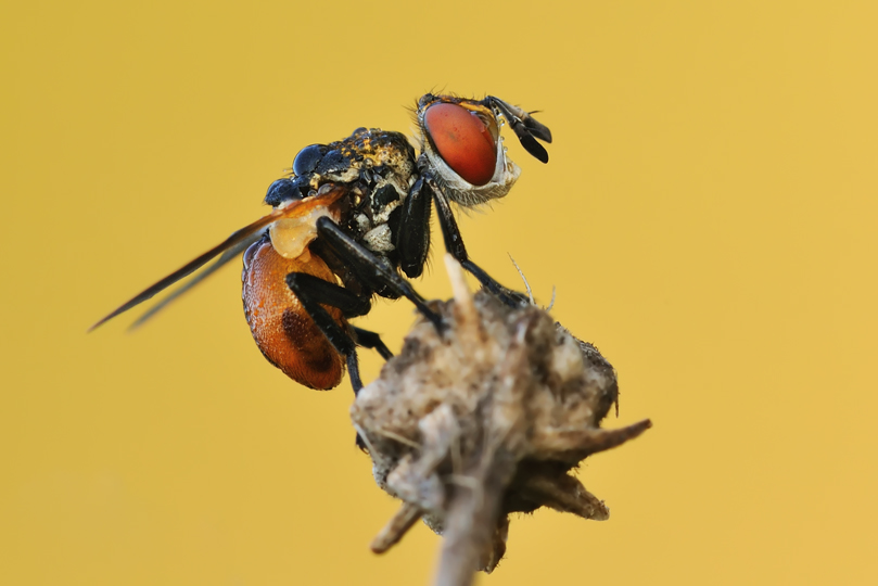 Ectophasia Crassipennis