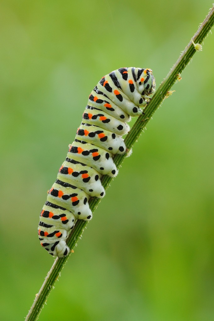 Papilio Machaon