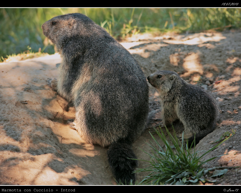 Cucciolo di Marmotta + Mamma # 3