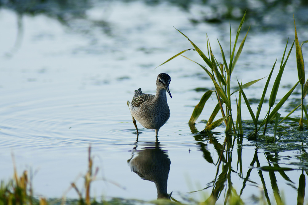 Piro Piro boschereccio ambientato