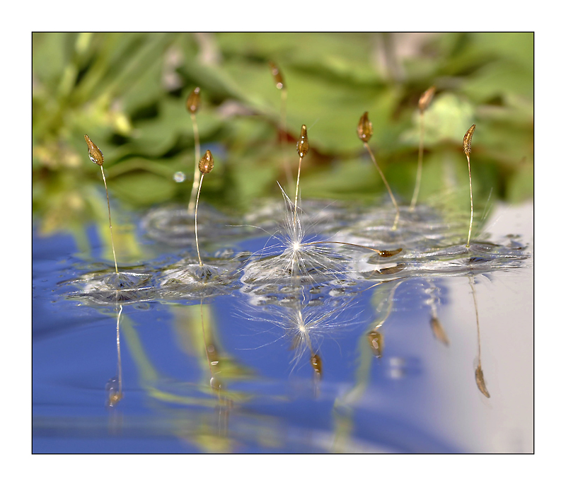 il balletto degli stami...