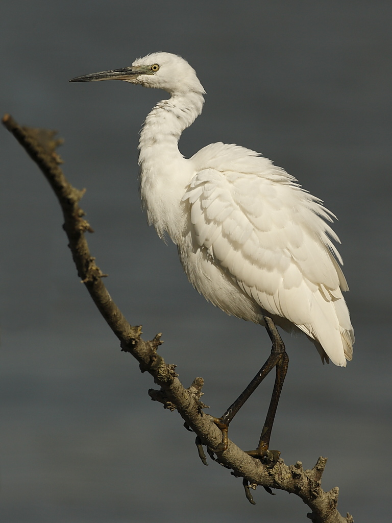 Garzetta stropicciata
