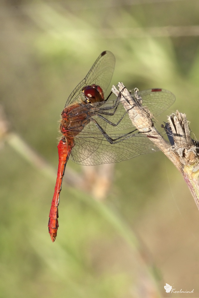 Maschietto di S. striolatum