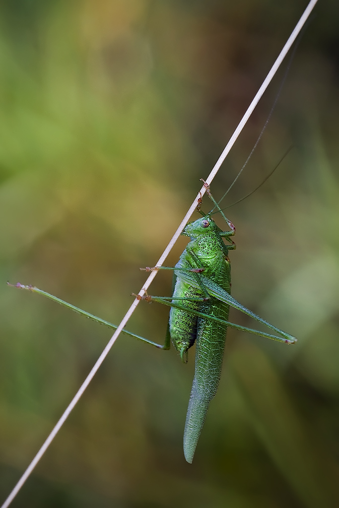 Tettigonia adulta