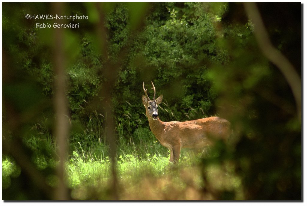 Incontri ravvicinati
