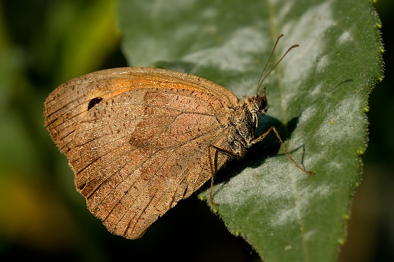 primo raggio di sole