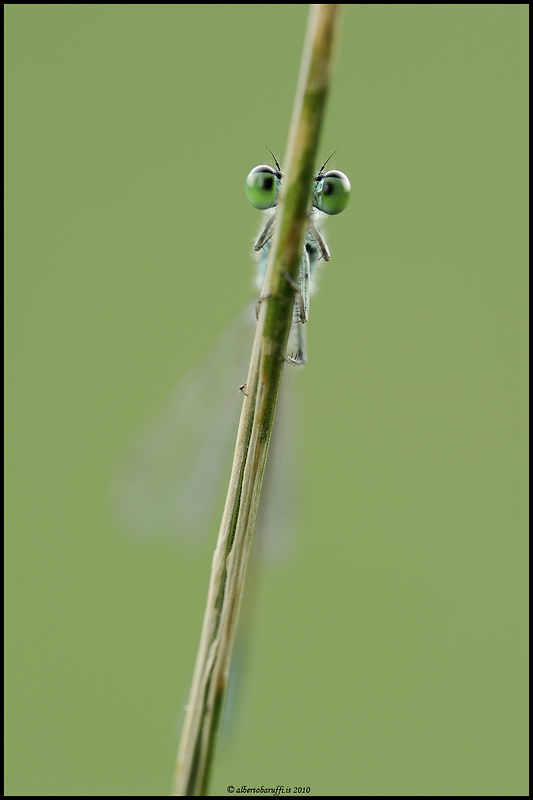 Tanto non mi vedi......