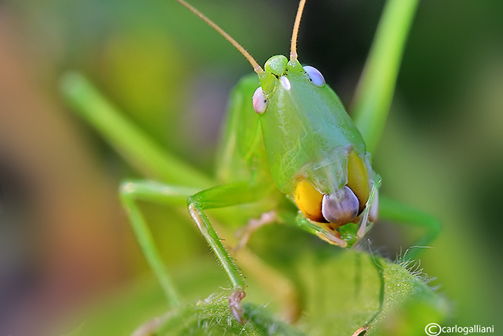 Non sembra intelligente