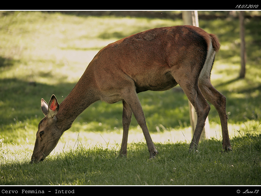 Cervo # 1 - Femmina