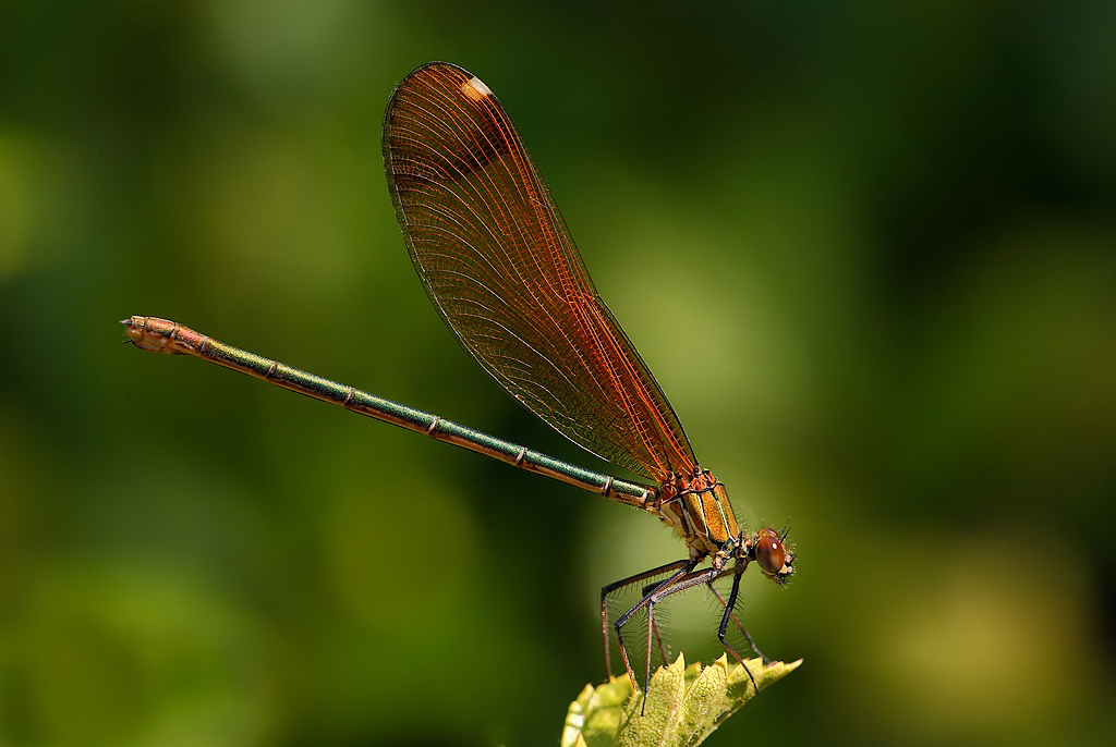 ...Sfondo Verde...!!!