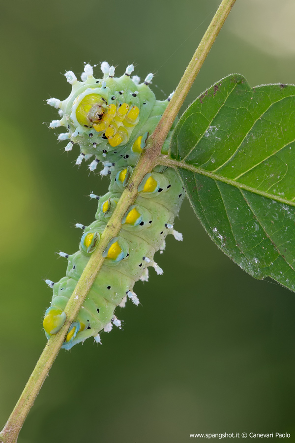 Bombice dell'Ailanto