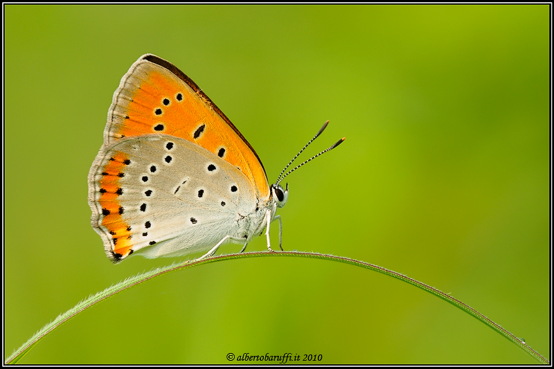 Lycaena dispar