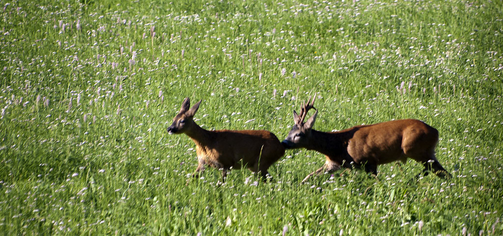 Capriolo #2 - Inseguimento