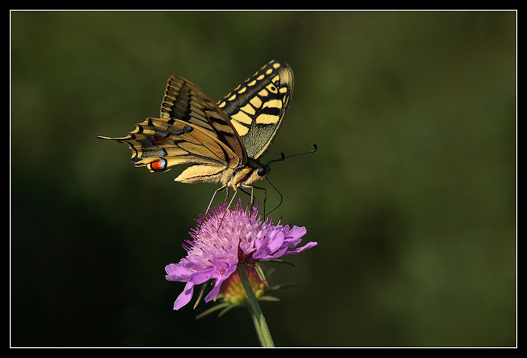 Farfalla 1 - riquadrata