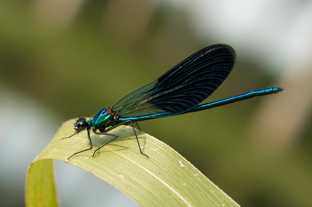 Calopteryx splendens maschio