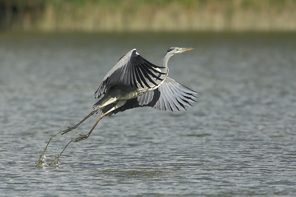 L'involo del Cenerino