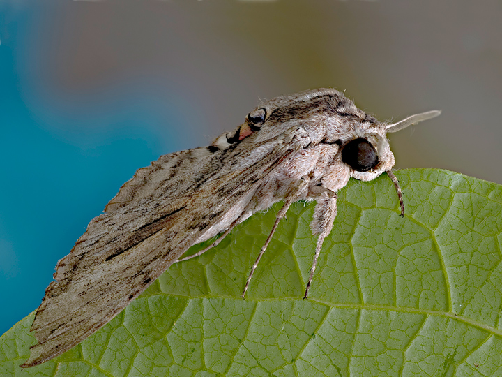 sfingide del convolvolo2