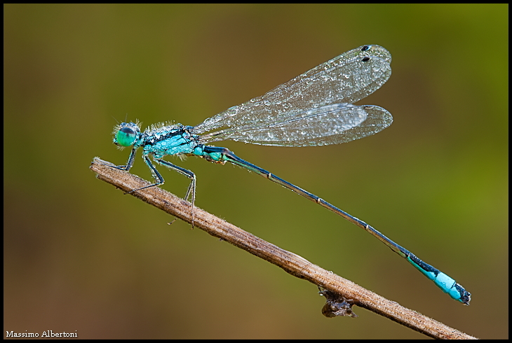 Ischnura elegans (maschio)
