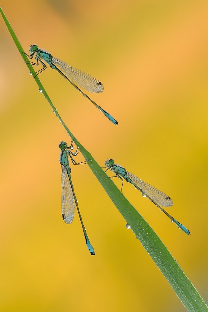 Ischnura Elegans