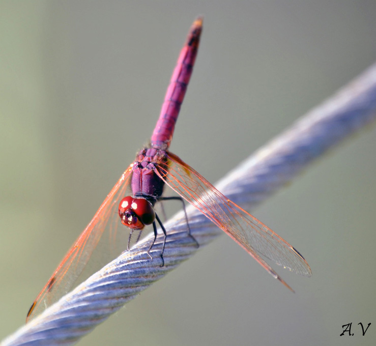 libellula