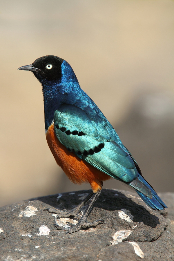 superb starling