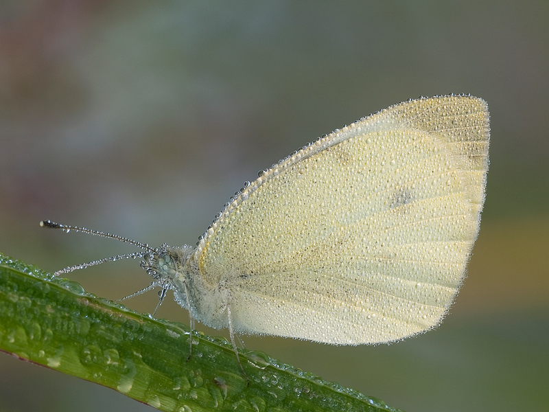 cavolaia... di buon mattino...!!