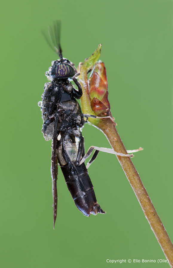 Hermetia illucens, Dittero Stratiomiydae