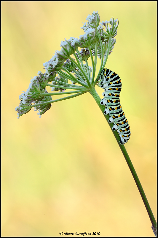 Bruco di macaone close up
