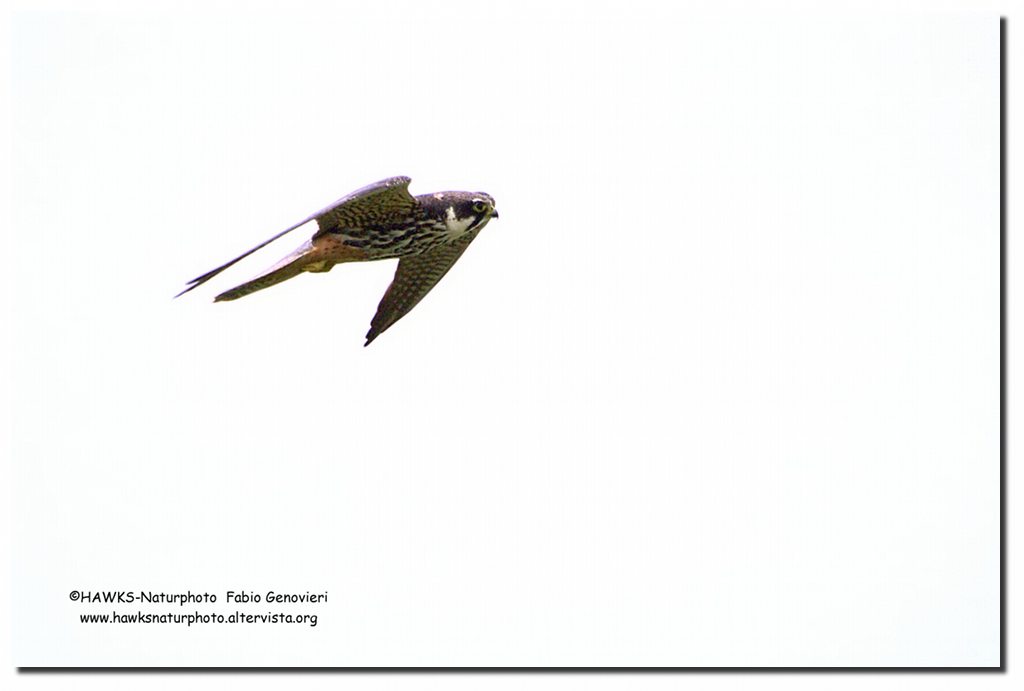 Lodolaio in sospensione