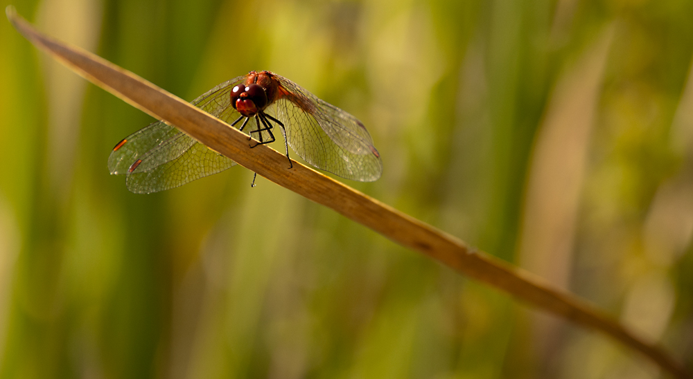 libellula1