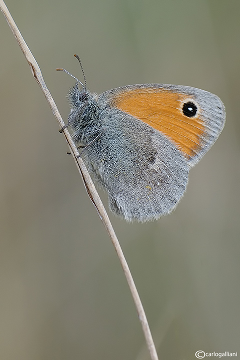 Coenonympha pamphilus