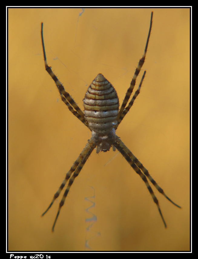 Argiope Trifasciato...