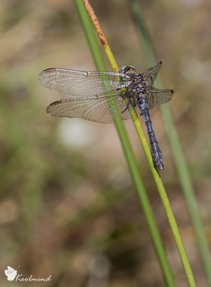 Sotto mentite spoglie