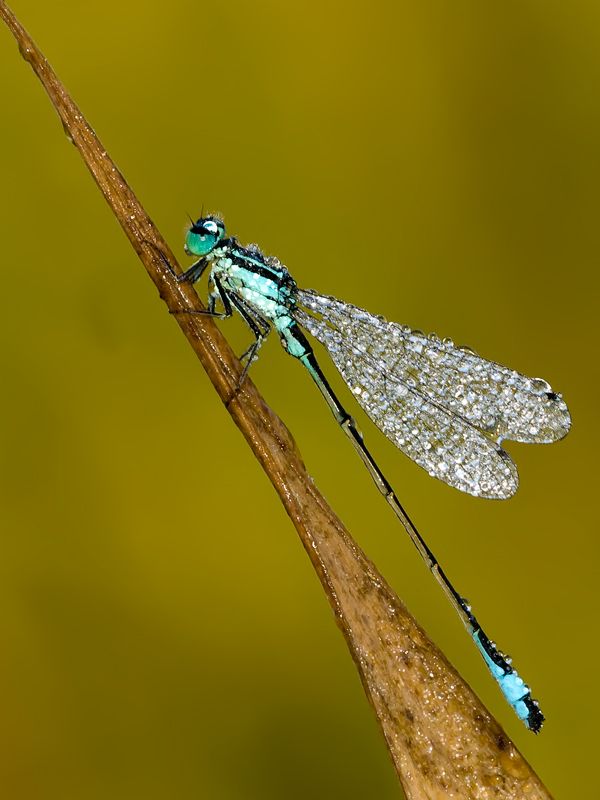 damigella....bagnata