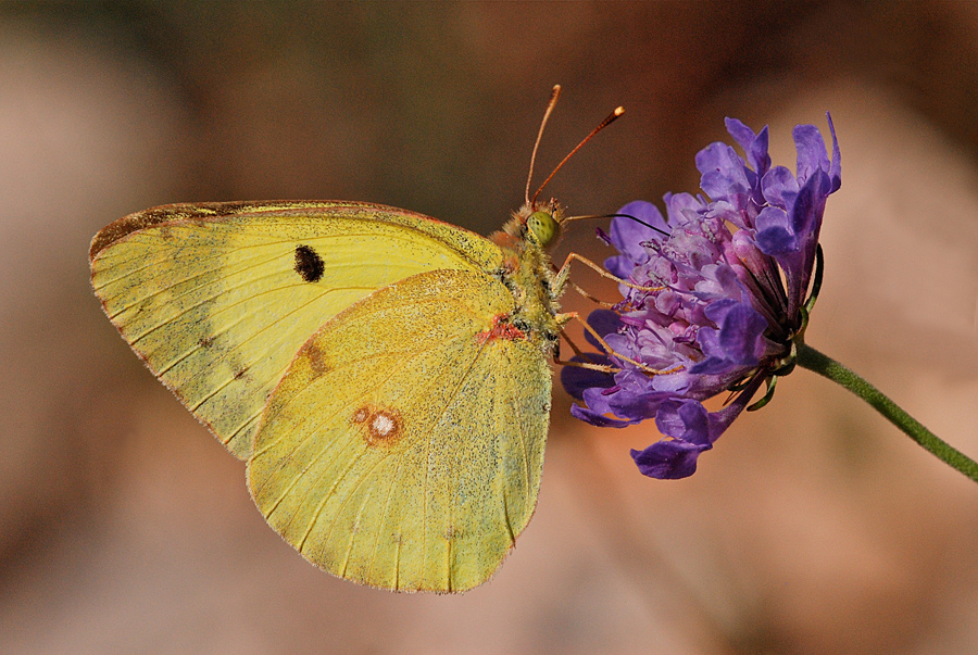 Colias crocea