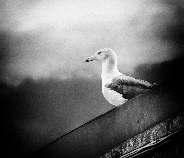 Metamorfosi dell'istante