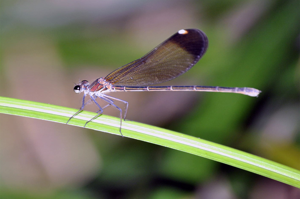 libellula2