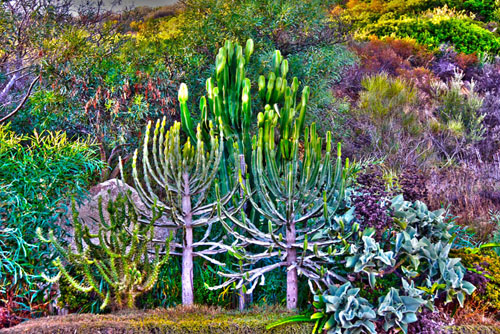 GIARDINO A PUNTALDIA