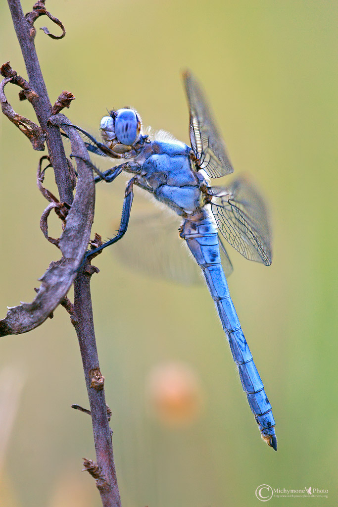 Orthetrum-brunneum