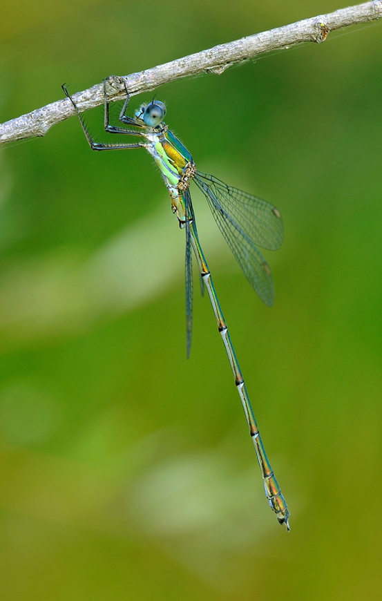lestes viridis