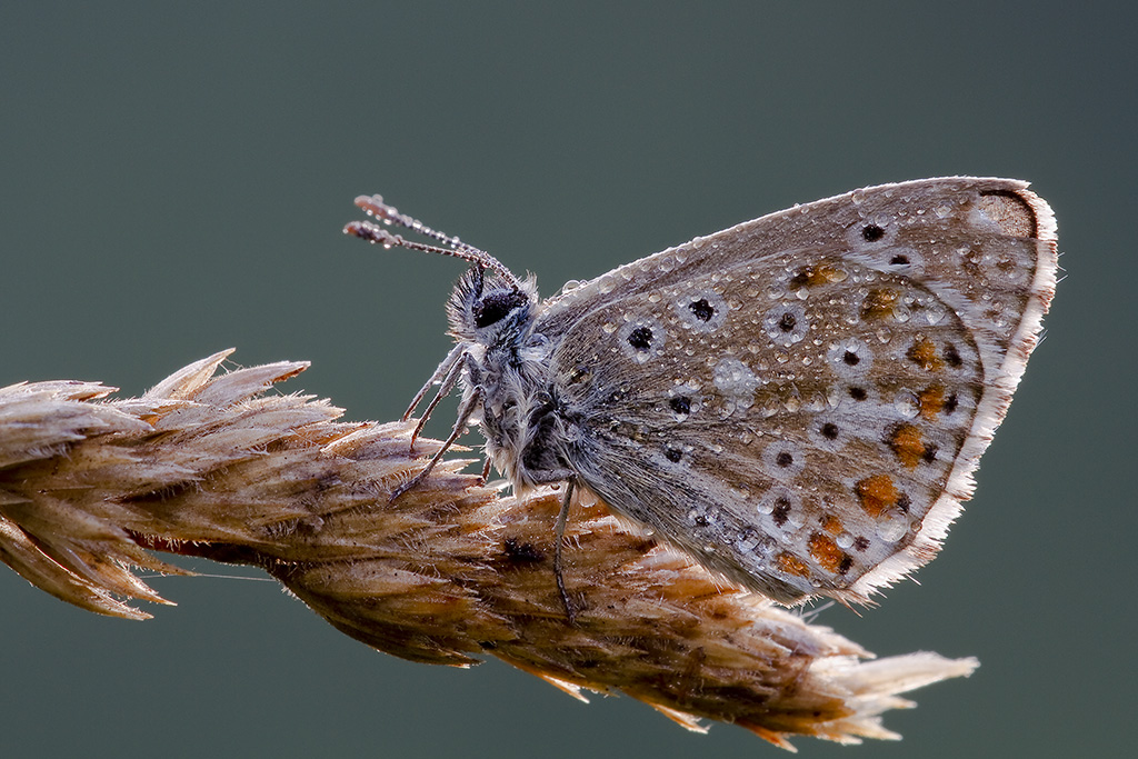 licenide con rugiada