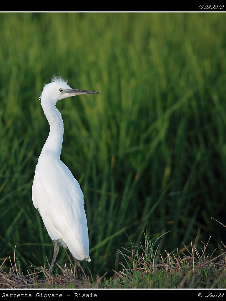 Garzetta # 17 - Giovane