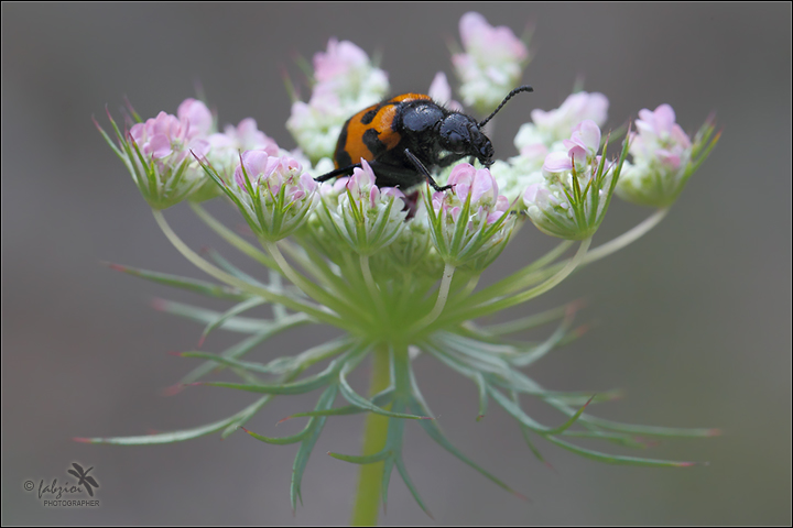 Mylabris variabilis II