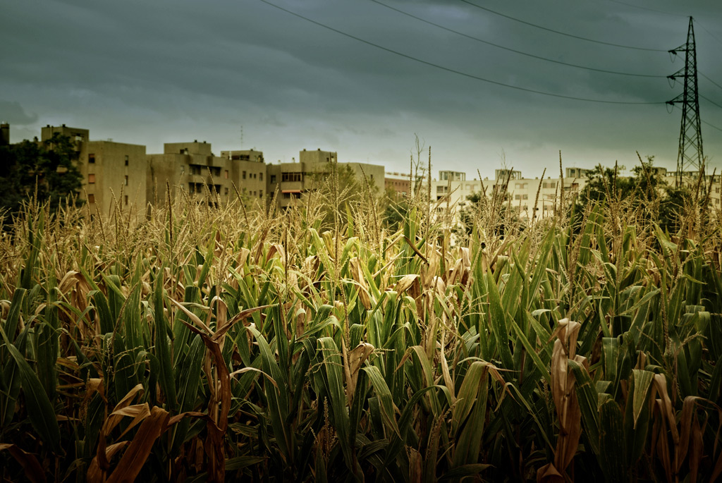 IL GRANO (turco) DI MILANO