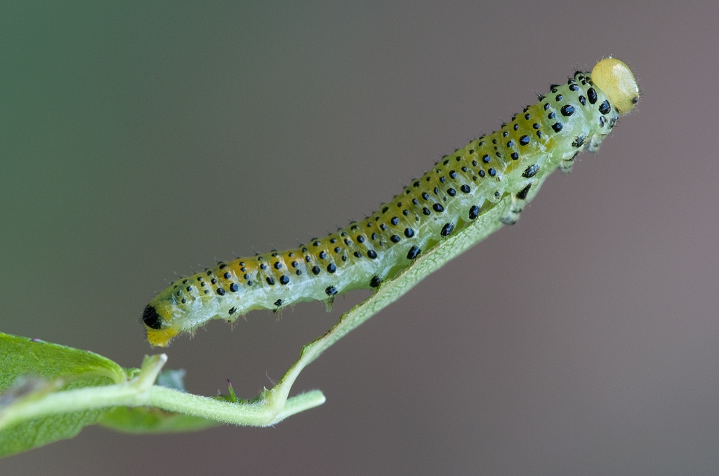 Larva di Arge ochropus su sfondo multicolore