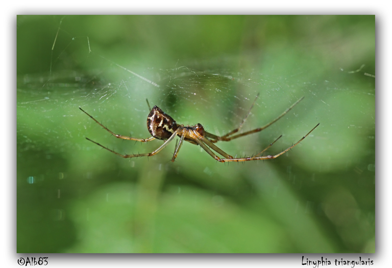 Linyphia triangularis