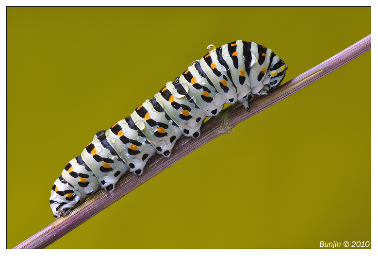 Papilion machaon (bruco)