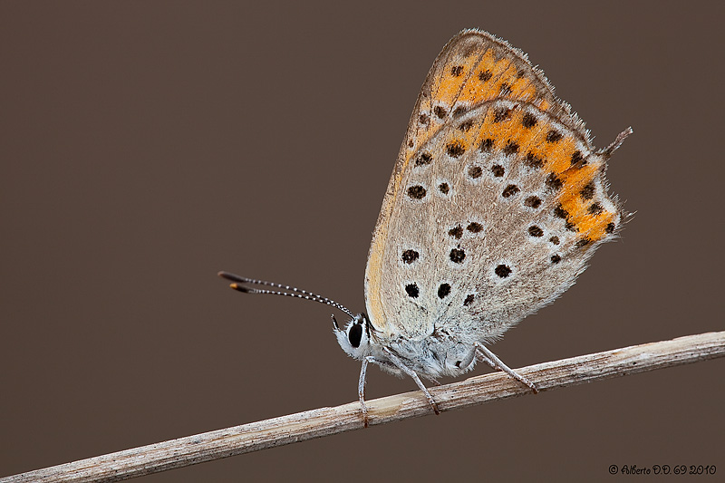 ...LycaenaThersamon...