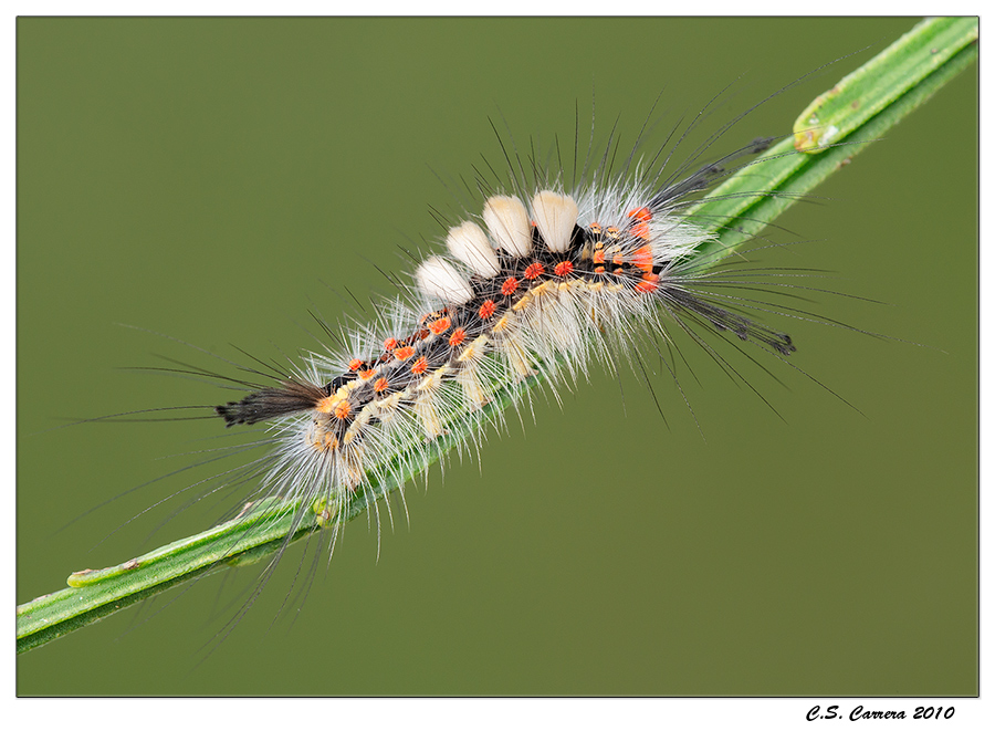 Orgya antiqua, Limantridae.